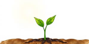 Small Cap, Big Potential: Exploring Growth Companies